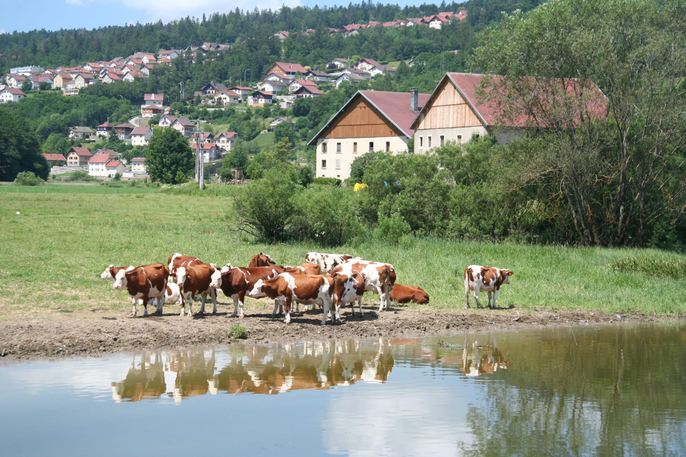 IMG_5089 maison ferme franche-comté montbéliarde vache